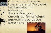 Combining inhibitor tolerance and D-Xylose fermentation in industrial Saccharomyces  cerevisiae  for efficient  lignocellylose -based bioethanol production