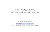 Cell Injury, Death, Inflammation, and Repair