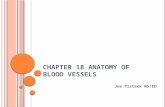Chapter  18 Anatomy  of blood vessels