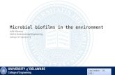 Microbial biofilms in the environment Julie Maresca Civil & Environmental Engineering College of Engineering