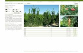 11_Listino piante da: Taxux x Media a Zelkova Serrata