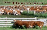 The Herefords of Alberta