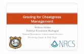 Grazing for Cheatgrass Management
