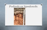 2.-Podzols or Spodosols mariana and maria