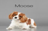 Moose Album