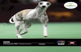 2012 Dog PS for SACA web