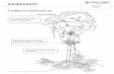 rainforest worksheets