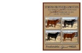 Symens Brothers Limousin 31st Annual Production Sale