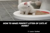 How to make perfect litter of cats at home