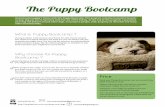 Pups and dogs Puppy bootcamp en