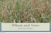 Wheat and Tares