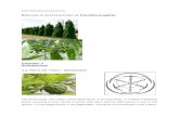 BIOLOGICAL INVESTIGATION OF Polyalthia longifolia