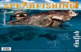 Spearfishing Downunder #31