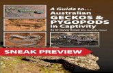 Sneak preview of A Guide to Australian Geckos and Pygopods in Captivity