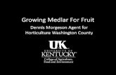Growing medlar for fruit