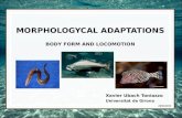 Morphologycal adaptations of fishes