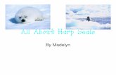 All About Harp Seals