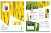 Exportación Banano
