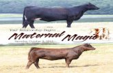 Wies Limousin Ranch Maternal Magic 4 Sale