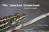 Madagascar's Endangered Animals - Jeweled Chameleon
