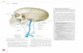 Neck and Internal Organs (THIEME Atlas of Anatomy Series)