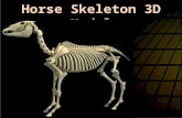 HORSE SKELETON 3D MODEL