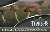 Thistle ridge 2014 bull sale