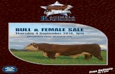 Kanimbla bull and female sale catalogue