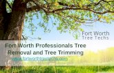 Fort worth professionals tree removal and tree trimming