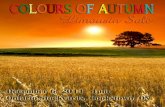 2014 Colours of Autumn Limousin Sale