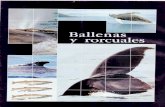 Los secretos del mar jacques cousteau 13 ballenas y rorcuales folio 1993