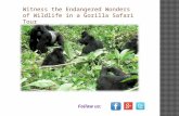 Witness the endangered wonders of wildlife in a gorilla safari tour