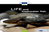 LIFE and  freshwater fish