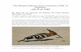 The Hoopoe (Upupa epops Linnaeus, 1758) in Palestine.