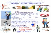 Professional pest extermination and control services