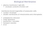 Structure of Biological Membrane