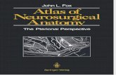Atlas of Neurosurgery Anatomy.pdf