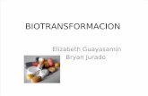 Factores Que Modifican La Biotransformación Del Fármaco [Autoguardado]