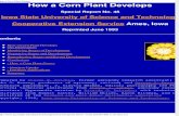 How a Corn Plant Develops