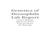 AP Biology Genetics of Drosophila Lab Report