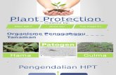 Plant Protection Presentasi