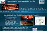 Leucocitos Listo (1)