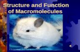 Structure and Function of Macromolecules Four Main Types of Macromolecules  Macromolecules are constructed of smaller units repeating units called monomers.