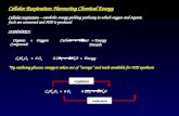Cellular Respiration: Harvesting Chemical Energy Cellular respiration – catabolic energy yielding pathway in which oxygen and organic fuels are consumed.