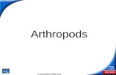 End Show Slide 1 of 42 Copyright Pearson Prentice Hall 28-1 Introduction to the Arthropods Arthropods.