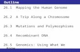 © 2013 Pearson Education, Inc. Outline 26.1 Mapping the Human Genome 26.2A Trip Along a Chromosome 26.3Mutations and Polymorphisms 26.4Recombinant DNA.