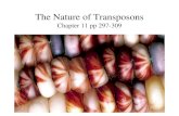 The Nature of Transposons Chapter 11 pp 297-309 Outline Nature of Transposons Transposons –Prokaryotic –Eukaryotic: Dr. McClintock’s research Retrotransposons.