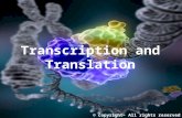 Transcription and Translation © copyright- All rights reserved .