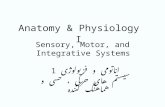 Anatomy & Physiology I Sensory, Motor, and Integrative Systems اناتومی و فزیولوژی 1 سیستم های حرکی ، حسی و هماهنگ کننده.