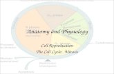 Anatomy and Physiology Cell Reproduction The Cell Cycle: Mitosis.
